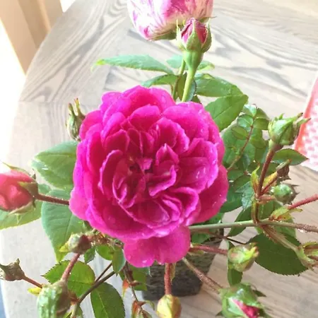 Frydenlund * באלסטרנד