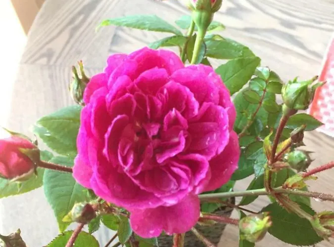 Frydenlund * Balestrand